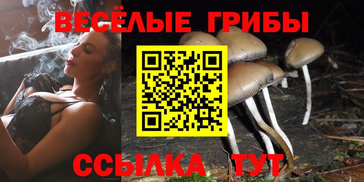 Новозыбков  Галлюциногенные грибы Psilocybine cubensis  Вход с VPN 